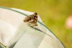 small butterfly in macro