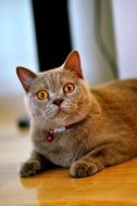 Funny fat grey cat lays down on floor
