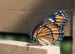 butterfly with orange wings on the bench close-up