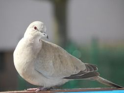 grey wild Dove close up