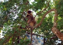 wild Hanuman monkey on a tree