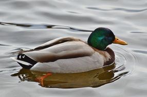 duck on a pond