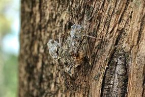 harmful cicadas on a tree trunk