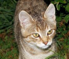 portrait of a young tomcat