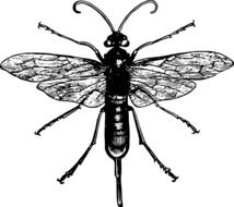 Insect Wasp drawing