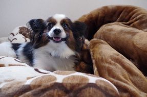 happy Dog Papillon