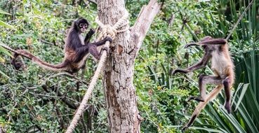 wild monkey frolic on the rope