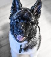 American Akita Pet