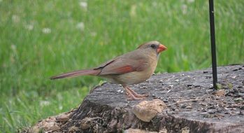 Bird on the stump
