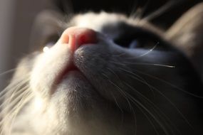 cat face looking up closeup
