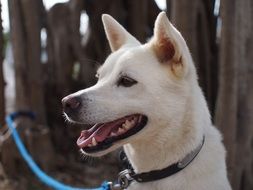 white dog in profile closeup