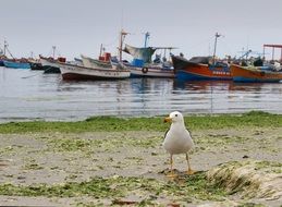 Seagull on a beach