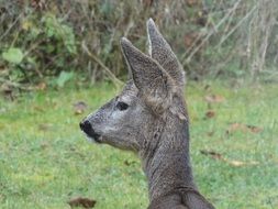 gray roe deer with long ears rear view