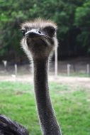 stunningly beautiful Ostrich