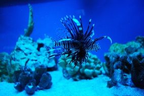 fish in the sea world