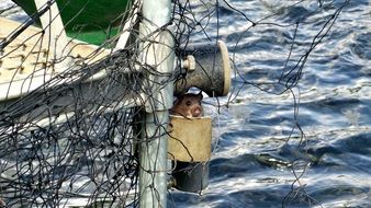 Little rat over the water