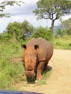 rhino on safari in south africa