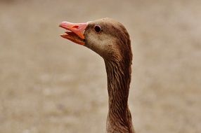 hissing goose
