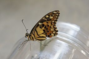 butterfly on the glass jar