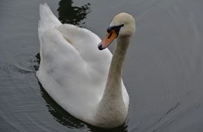 charming Swan Bird