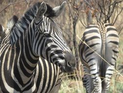 Landscape of the zebras in Africa