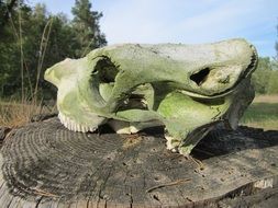 ancient animal skeleton