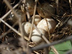 closeup Photo of Eggs in a nest