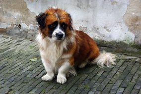 China Dog near a dilapidated wall