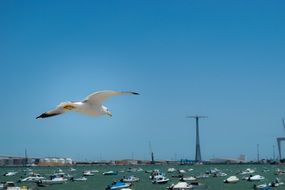 Wild Photography of Seagull in a flight