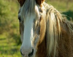 brown horse with a long mane