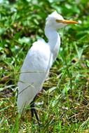 White Crane Bird