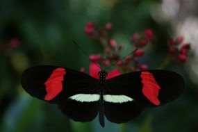 black butterfly on a red flower