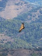 flying eagle at altitude