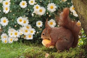 cute squirrel in the garden with an apple