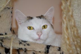 portrait of domestic white cat in the house for games