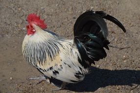 White rooster with black tail and a red crest