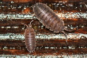 Insects Macro