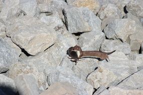 ontario weasel on the rocks