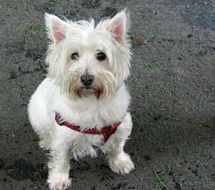 west highland white terrier with a red leash