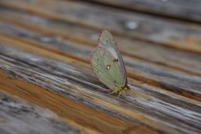 green butterfly on a wooden bench