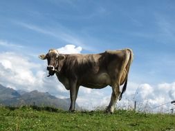 cow on green meadow