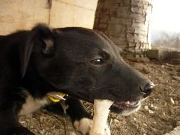 black puppy gnaws a bone