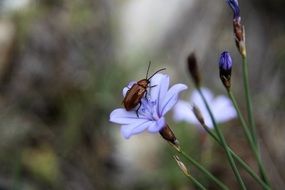 beetle on spring flower