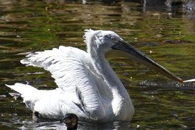 White pelican bird on the water