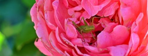 Rose and Grasshopper close-up