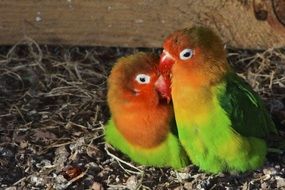 Couple Colors Birds