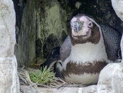 humboldt penguin near the stones