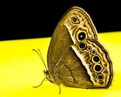 filigreed butterfly on the yellow surface