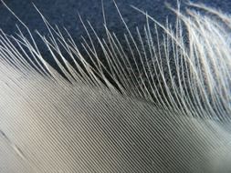 swan feather close up