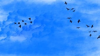 flocks of birds in the blue sky